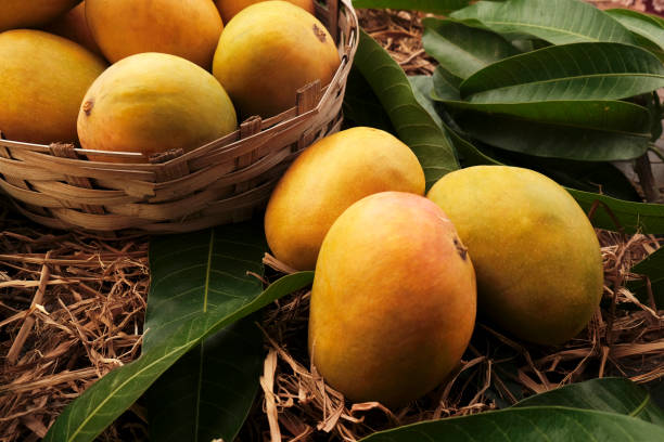 Premium Alphonso Mangoes